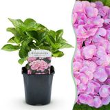 Plantenboetiek.nl | Hortensia - Hydrangea macrophylla Pink - Bloem Roze - Bladverliezend - Weinig Onderhoud - Ø18cm - 30cm hoog - Tuinplant