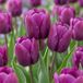 Green boutiQ - 30x Tulipa Triumph Purple - Triomftulp - Paars - Voorjaarsbloeier - Bolmaat 11/12