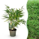 Plantenboetiek.nl Fargesia Rufa - Niet Woekerende Bamboe - Bladhoudend - Groen - Ø17cm - 50-60cm hoog - Tuinplant