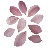 Rayher Snijveren, antiek roze, 5-6 cm, 36 stuks