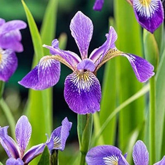 Moerings Iris Versicolor | Amerikaanse Iris | Blauw, Groen, Paars, Wit | 80 cm