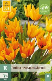JUB Tulipa praestans shogun 10st
