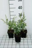 Groendecor Tuinarchitectuur 6x Solidago - Solidago rugosa 'Fireworks' | pot 9x9 cm