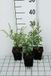 Groendecor Tuinarchitectuur 6x Solidago - Solidago rugosa 'Fireworks' | pot 9x9 cm