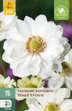 JUB Anemone cor. Mount Everest bloembol 15 stuks