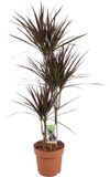 Plantenboetiek.nl Dracaena Magenta - Ø21cm - 110-120cm hoog - Kamerplant - Groenblijvend