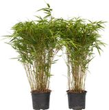 Plant in a Box Fargesia nitida 'Gansu' - Set van 2 - Wintergroene niet woekerende bamboe - Pot 17cm - Hoogte 50-70cm