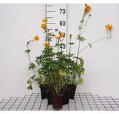 GRDplanten Groendecor Tuinarchitectuur 6x Kogelbloem - Trollius chin. 'Golden Queen' | 9x9 cm pot