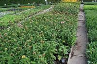 Groendecor Tuinarchitectuur 6x Echinacea purp. Ruby Giant' | pot de 9x9 cm