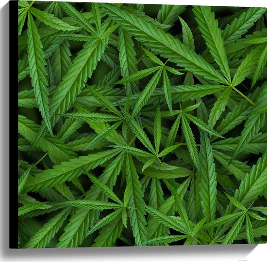 Merkloos / Sans marque Canvas Schilderij - Cannabis Planten - 60x60 cm - Groen - Wanddecoratie