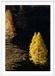 Poster met witte lijst - Larch Trees poster