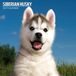 Magnet & Steel Siberian Husky Kalender 2027 Wandkalender