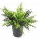 Fougère artificielle sur piquet pour extérieur H 40 cm x D 40 cm