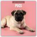 Pugs - Mops 2027 - calendrier 16 mois