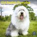 Baker & Bray Bobtail / Old English Sheepdog Kalender 2027