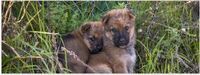Merkloos / Sans marque Poster - Duo Bruine Puppy's - 60x20 cm - Mat Papier