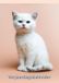 Lannoo Kittens Verjaardagskalender