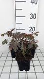 GRDplanten Groendecor Tuinarchitectuur 6x Ooievaarsbek - Geranium macul. 'Espresso' | 9x9 cm pot