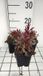 Groendecor Tuinarchitectuur 6x Galium - Gaura lindh. 'Blaze'® (oenothera lindh.) | 9x9 cm pot