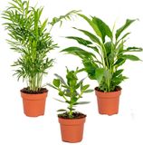 Bloomique Slaapkamerplanten Mix - Met Spathiphyllum, Clusia & Chamaedorea - Set van 3 - Luchtzuiverende plant binnen - ⌀12 cm