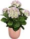 Mica Decorations Hortensia Kunstplant 45 cm - Paars/Groen - Roze Glans Pot