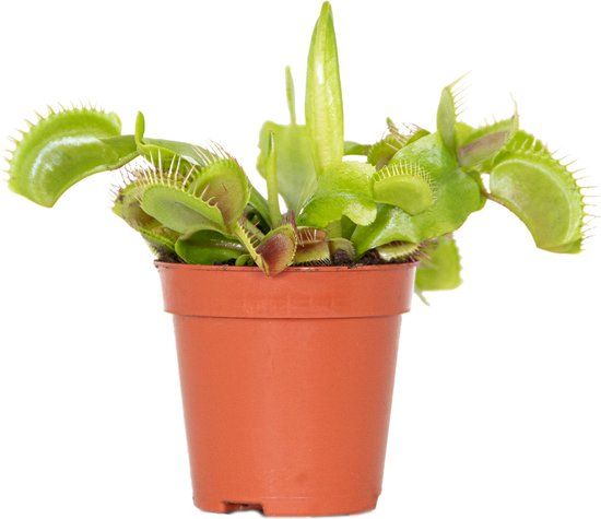 Dionaea Muscipula - Vleesetende plant - Kamerplant - ⌀6 cm