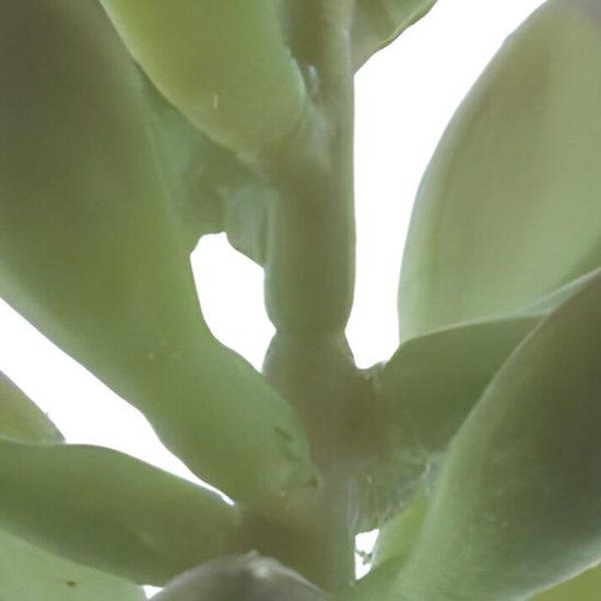 Erutan avon Sinocrassula pick Guanita green 20 cm