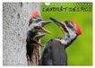 LA Calvendo LA FORÊT DES PICS (Calendrier mural 2027 DIN A4 vertical), CALVENDO calendrier mensuel