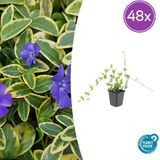 Plantenboetiek.nl Tuinplantenshop.com Vinca minor 'Blue and Gold' 48 stuks