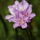 Arborix Bol 6 x Armeria Maritima 'Splendens Perfecta ' - Engels Gras Pot 9x9Cm
