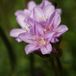 Arborix Bol 6 x Armeria Maritima 'Splendens Perfecta ' - Engels Gras Pot 9x9Cm