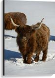 Merkloos / Sans marque Canvas - Schotse Hooglander Koe in de Sneeuw - 60x90 cm Foto op Canvas Schilderij