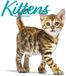 Kittens Moderne Kalender 2027