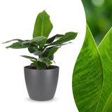 Plantenboetiek.nl Musa Oriental Dwarf - Dwergbanaan - met Potter Grijs - Ø12cm - 30cm hoog