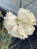 GRDplanten Groendecor Tuinarchitectuur 6x Grasanjer - Dianthus (p) 'Devon Cream' | 9x9 cm pot