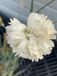 GRDplanten Groendecor Tuinarchitectuur 6x Grasanjer - Dianthus (p) 'Devon Cream' | 9x9 cm pot