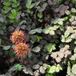 Arborix Groendecor Tuinarchitectuur 6 x Acaena Micophylla 'Kupferteppich' - Stekelnootje pot 9x9cm