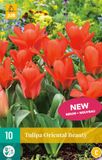 JUB Holland Tulp Oriental Beauty - 10 bloembollen - Rood