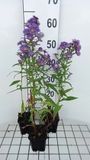 GRDplanten Aster 6x Aster - Aster n.b. 'Schoene Von Dietlikon' | 9x9 cm pot