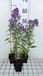 GRDplanten Aster 6x Aster - Aster n.b. 'Schoene Von Dietlikon' | 9x9 cm pot