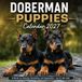 Doberman Puppies Calendar 2027