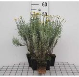 GRDplanten Heiligenbloem 6x Santolina chamaecyparissus | 9x9 cm pot
