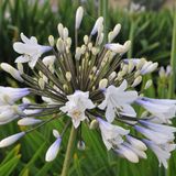 Arborix Agapanthus 6x Agapanthus hybrida 'Enigma' Pot 9x9cm - Prachtige bloeiende planten voor in de tuin