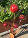 Edelrost Glasblume Ferrum, boules rouges