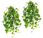 Kunstmatige mini-klimophanger, klimoprankslinger, kunstklimop, hangend, kunstplant, bladeren, struik, hanger, wanddecoratie, kunstzinnige plant, hangplanten, set van 2