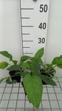 GRDplanten Smeerwortel 6x Symphytum grandifl. 'Hidcote Blue' | 9x9 cm pot