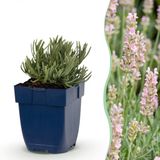 Plantenboetiek.nl | Lavandula ang. Rosea - Lavendel - Geurend - Roze - 24 Planten - Ø11cm - 15-25cm hoog - Tuinplant