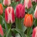 Green boutiQ - 80x Tulipa Greigii mix - Greigii-tulp mix - Diversen - Voorjaarsbloeier - Bolmaat 11/14