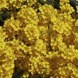 Arborix Aurinia 6 x Aurinia Saxatilis 'Compactum' - Schildzaad Pot 9x9 cm - Geelbloeiende Rotstuinplant