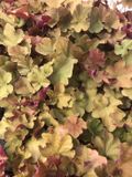 GRDplanten Groendecor Tuinarchitectuur 3x Purperklokje - Heuchera 'Caramel'® | 9x9 cm pot